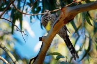 Lalocnatka tasmanska - Anthochaera paradoxa - Yellow Wattlebird o6716